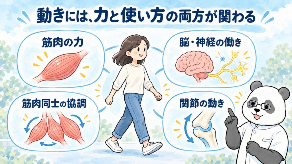 筋肉の力、脳と神経の働き、筋肉同士の協調、関節の動きが身体の動きに関わることをパンダが説明する図。