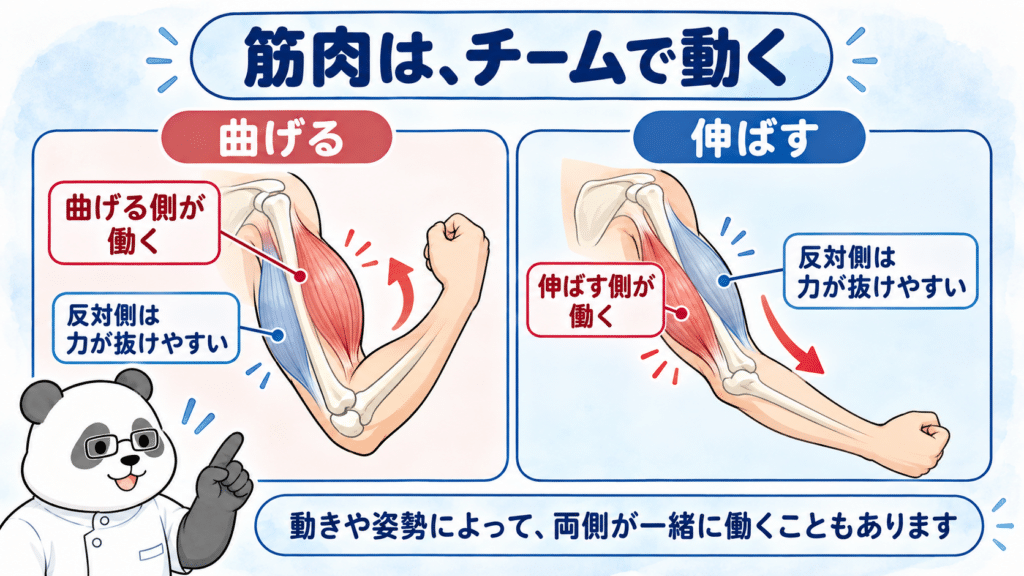 腕を曲げるときと伸ばすときの役割分担を示す。動きや姿勢によって、両側の筋肉が同時に働く場合もある。